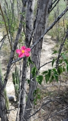 Hibiscus phoeniceus