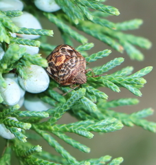 Stethaulax marmorata