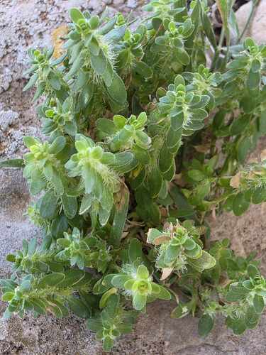 Hispid Valantia