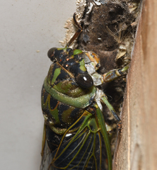Neotibicen linnei
