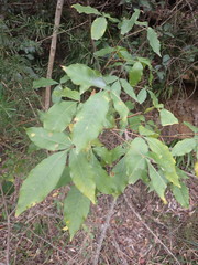 Searsia chirindensis