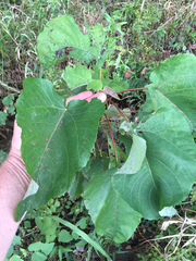 Populus heterophylla