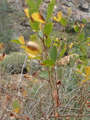 Searsia pyroides pyroides