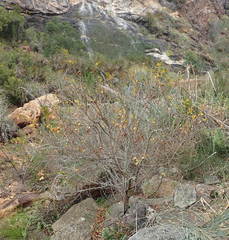 Searsia pyroides pyroides