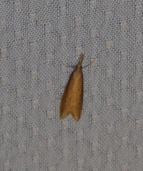 Donacaula