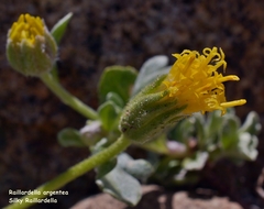 Raillardella argentea