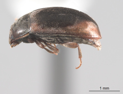 Enneboeus marmoratus