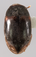 Enneboeus marmoratus