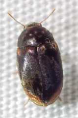 Enneboeus marmoratus