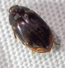 Enneboeus marmoratus