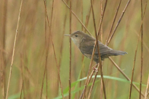Buscarla unicolor (Locustella luscinioides)