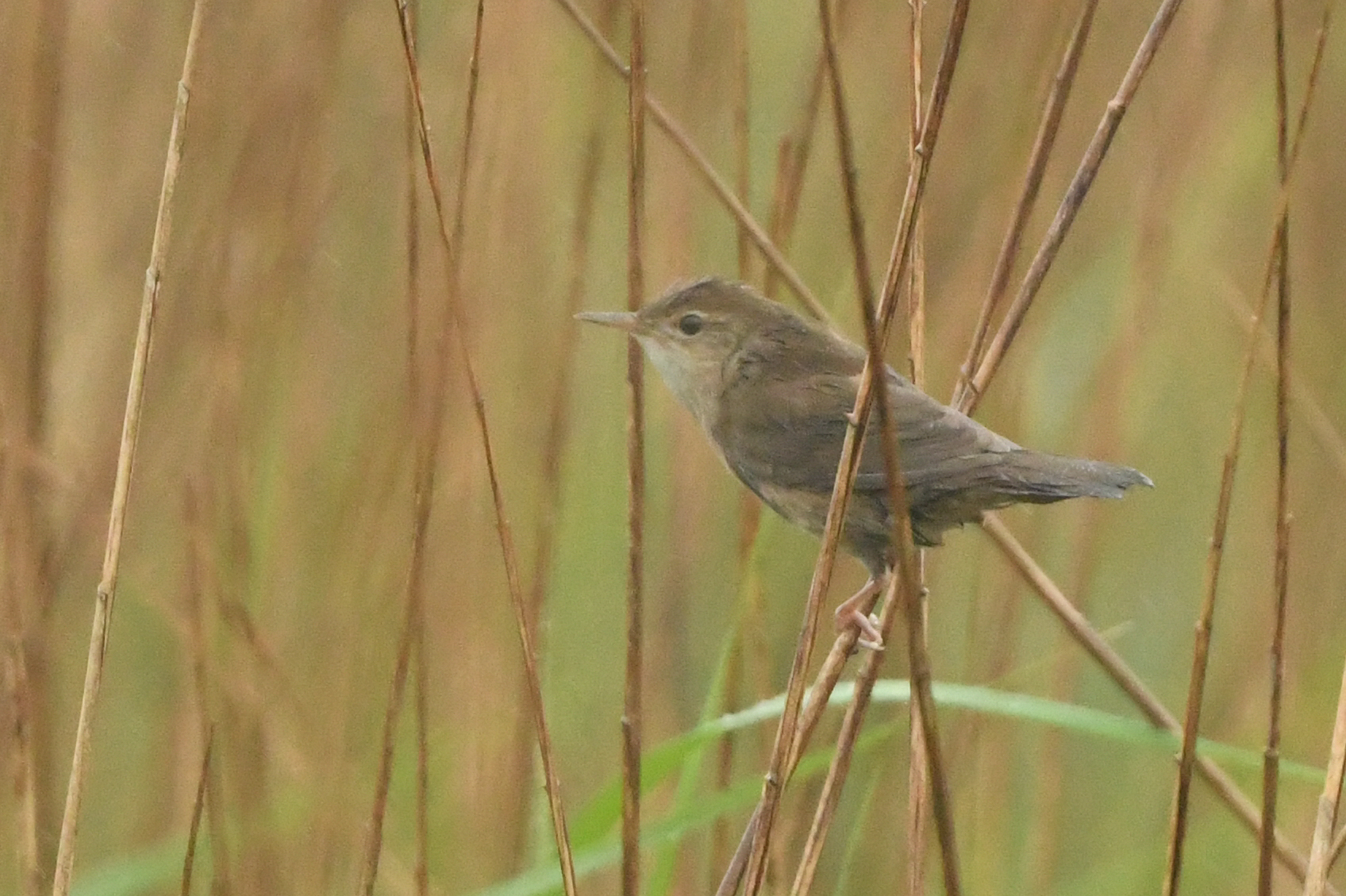 Savi's Warbler