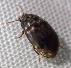 Enneboeus marmoratus