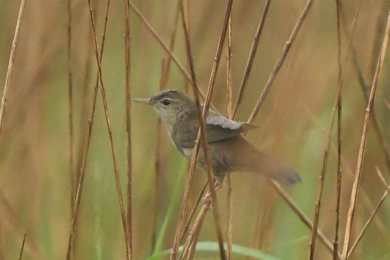 Savi's Warbler