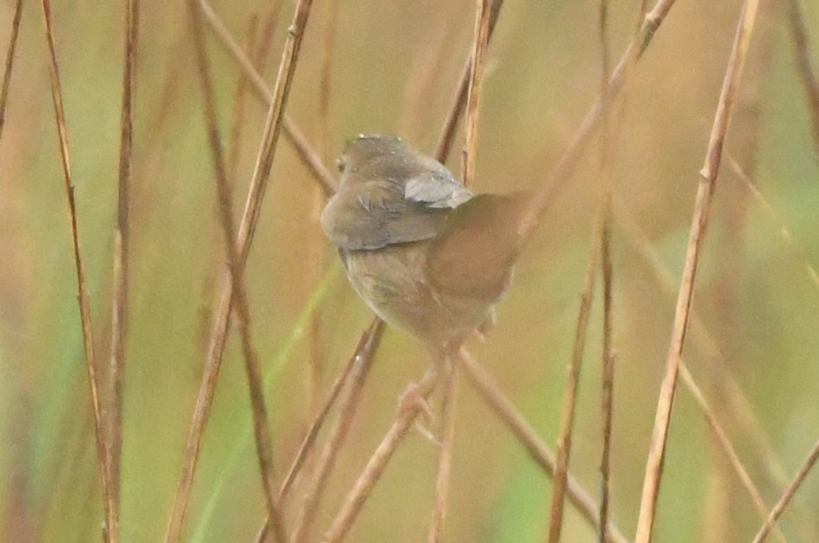 Savi's Warbler