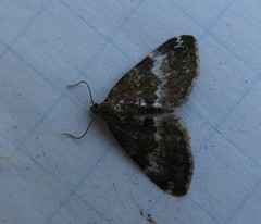 Perizoma alchemillata