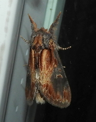 Notodonta scitipennis