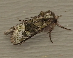 Lacinipolia olivacea