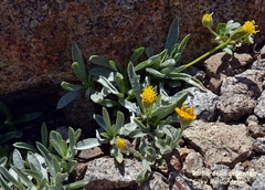 Raillardella argentea