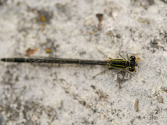 Ischnura elegans