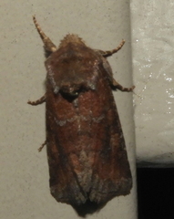 Lacinipolia meditata