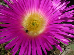 Carpobrotus quadrifidus
