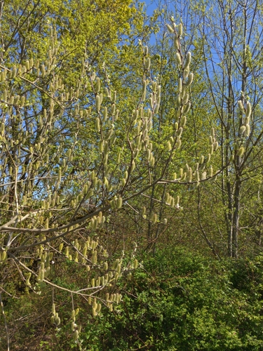 Image of Salix hookeriana by no rights reserved