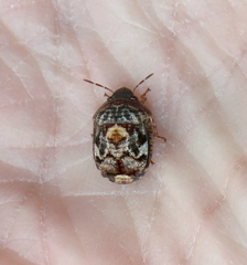 Stethaulax marmorata