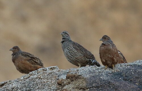 iNaturalist image