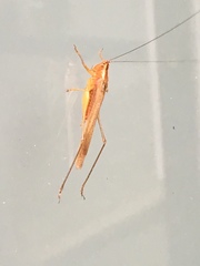 Conocephalus attenuatus