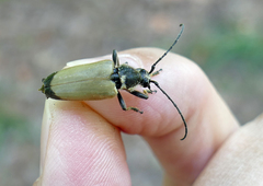 Trigonarthris