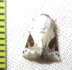 Eublemma ecthaemata