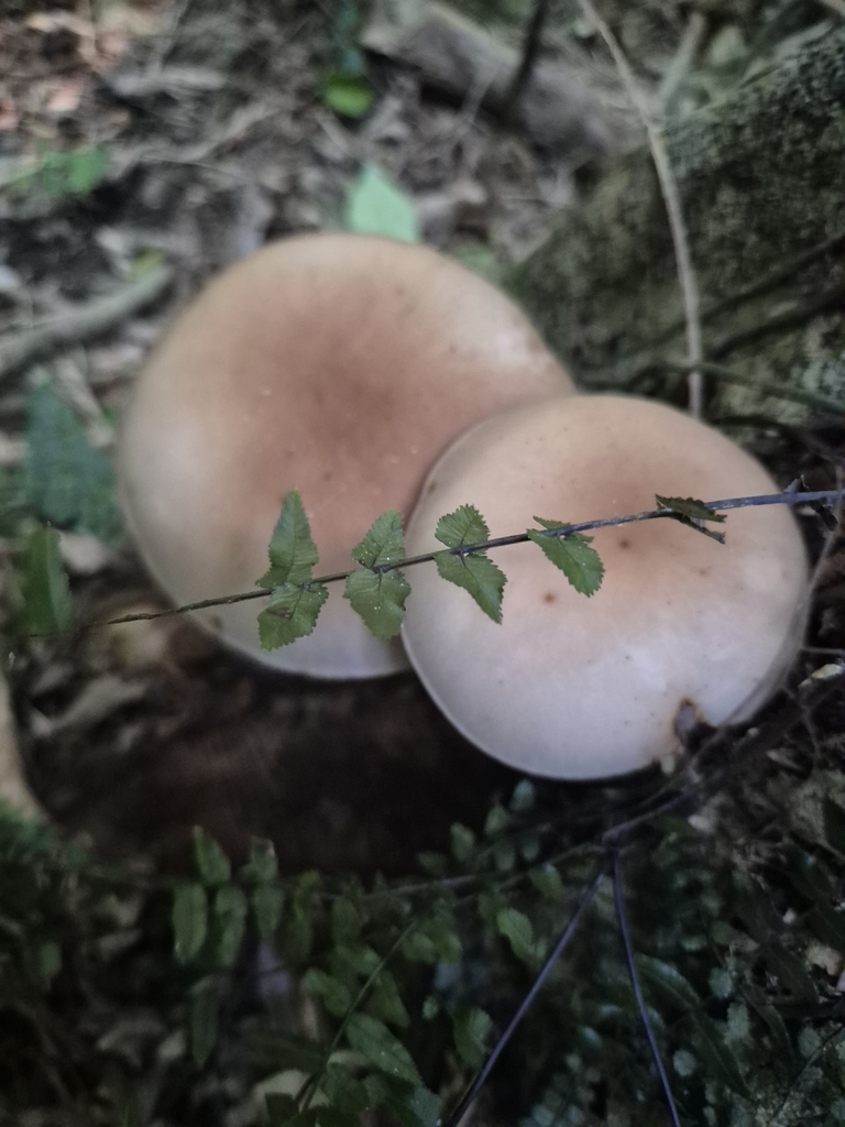 Cyclocybe parasitica · April 2025 · photo: © rempson (iNaturalist, cc-by)