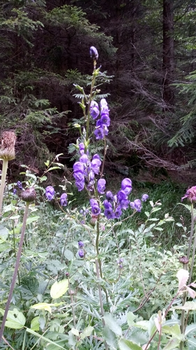 Image of Aconitum plicatum by (c) yjm, some rights reserved (CC BY-SA)