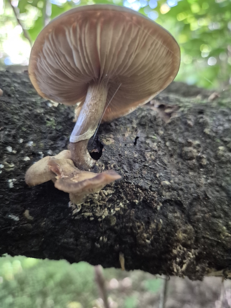 Armillaria novae-zelandiae · April 2025 · photo: © rempson (iNaturalist, cc-by)