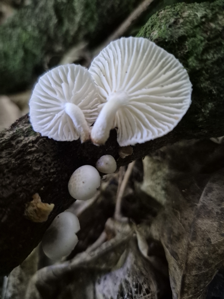Oudemansiella australis · April 2025 · photo: © rempson (iNaturalist, cc-by)