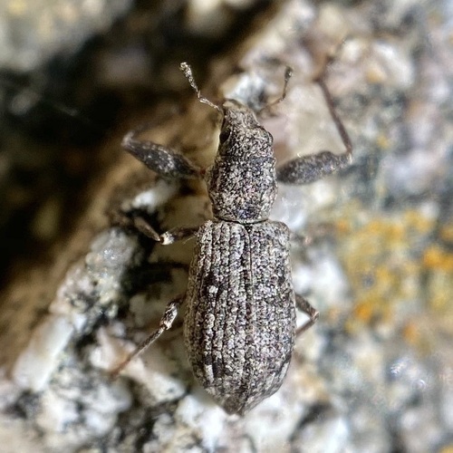 Pandeleteius rotundicollis