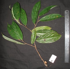 Hydnocarpus polypetalus