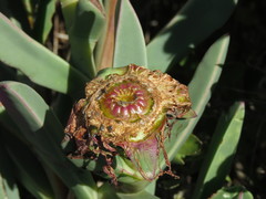 Carpobrotus quadrifidus