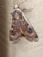 Noctua pronuba