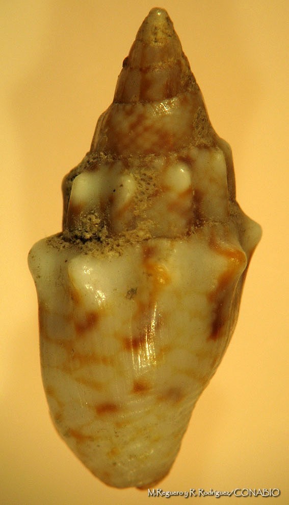 Anachis coronata