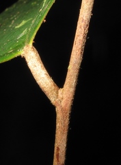 Hydnocarpus polypetalus