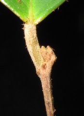 Hydnocarpus polypetalus