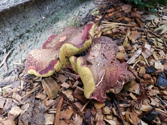 Xerocomellus salicicola