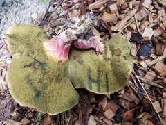 Xerocomellus salicicola