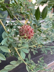 Glycyrrhiza echinata