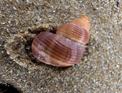 Tudorella multisulcata