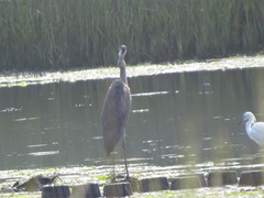 Ardea herodias