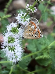 Polyommatus icarus