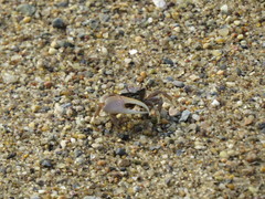Leptuca pugilator